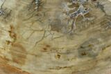 Petrified Wood (Araucaria) Slab - Madagascar #127967-1
